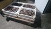 80 kilos de lapas que eran transportadas sin refrigerar