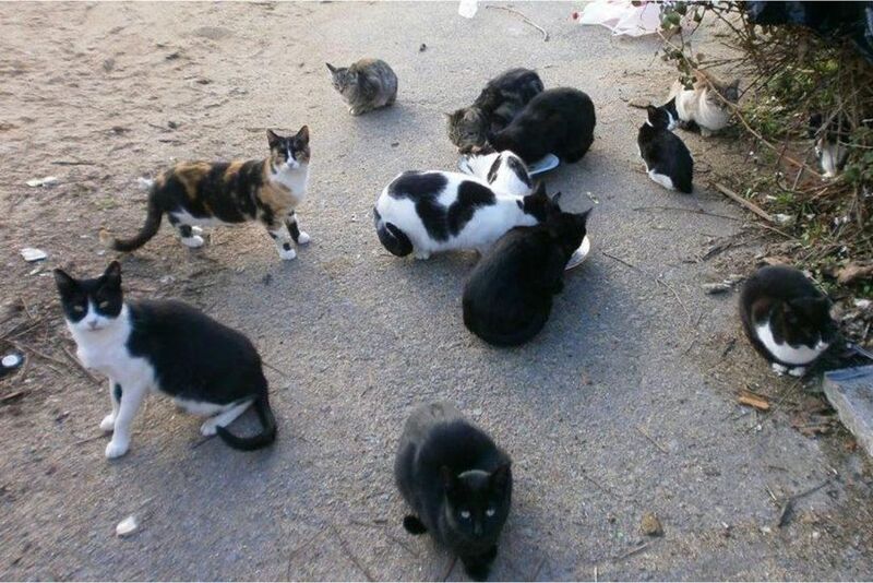 Foto de colonia de gatos