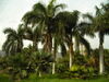 El Palmetum, una oferta de ocio especialmente atractiva para los días de verano