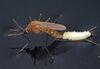 Detalle de un mosquito hembra depositando sus larvas en una zona húmeda.