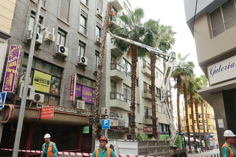 Detalle del dispositivo realizado para la sustitución de un ejemplar de palmera en la confluencia de las calles Imeldo Serís y San Francisco de Paula.